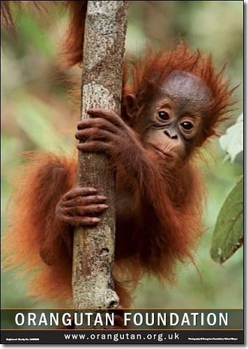 Baby Orangutan Wiltopia - Circle of Knowledge